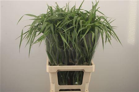 <h4>Siergras Panicum Fountain</h4>
