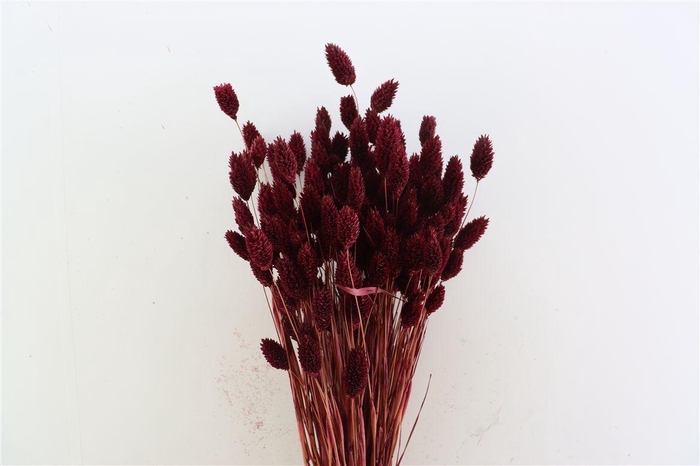 <h4>Dried Phalaris X5 Bordeaux Bunch</h4>