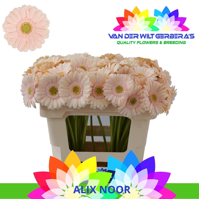 <h4>Germini Alix-Noor Water</h4>