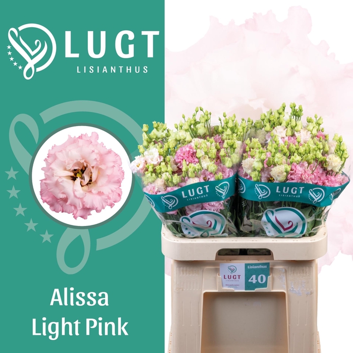 <h4>EUS G ALISSA LIGH PI</h4>
