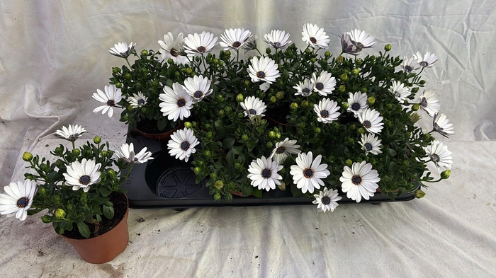 <h4>OSTEO FP WHITE</h4>