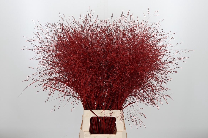 <h4>Panicum Kl Bh Rood</h4>