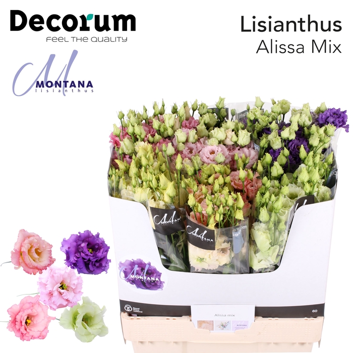 <h4>Lisianthus Alissa mix 70cm</h4>