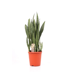 Sansevieria P21 Zeylanica