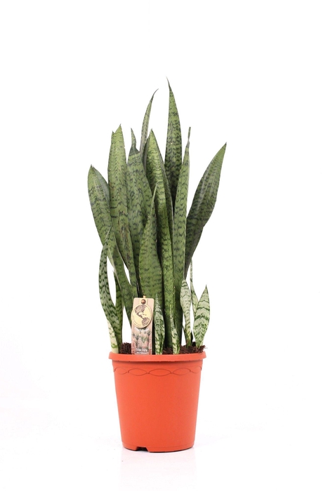 <h4>Sansevieria P21 Zeylanica</h4>
