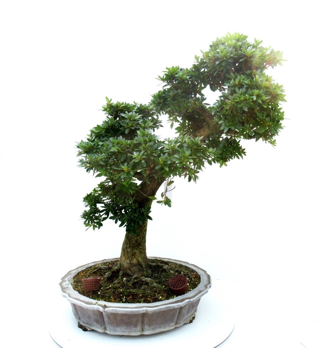 <h4>Rhododendron indicum ( "Chinzen"), pot 41 cm. Height 75 cm. (single item)</h4>