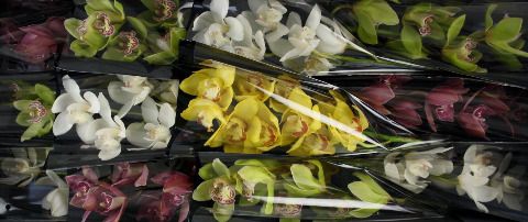 <h4>Cymbidium Mix</h4>