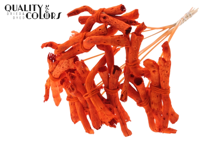 Gandiraj on stem Orange