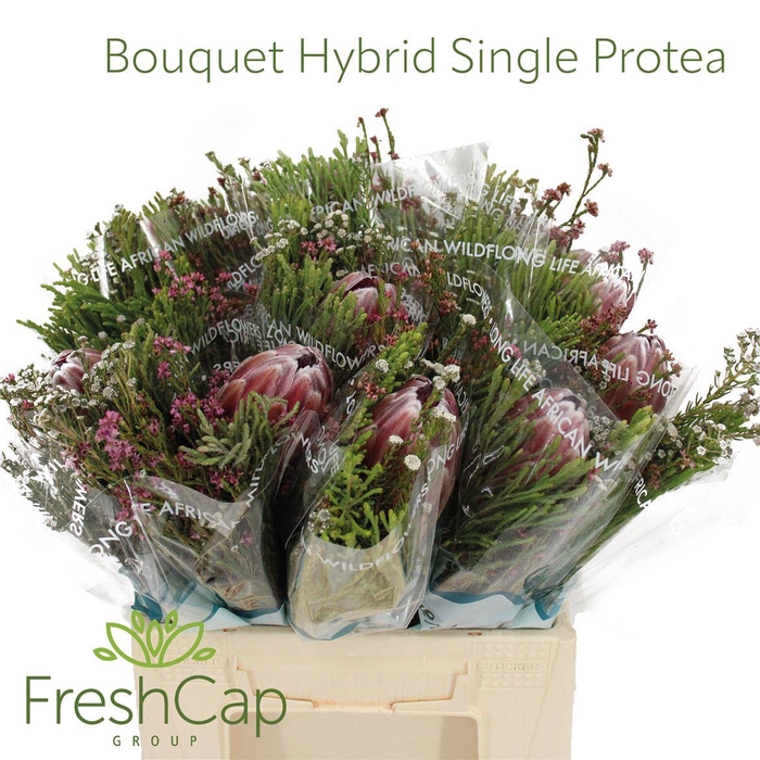 <h4>Bouquet Hybrid Single Protea</h4>