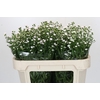 Aster White Gypsy