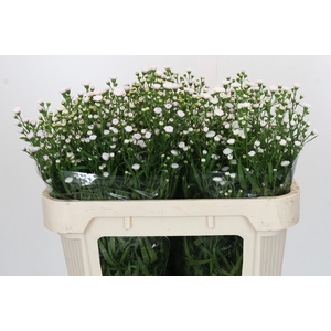 Aster White Gypsy