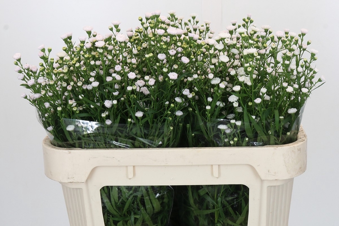 <h4>Aster White Gypsy</h4>