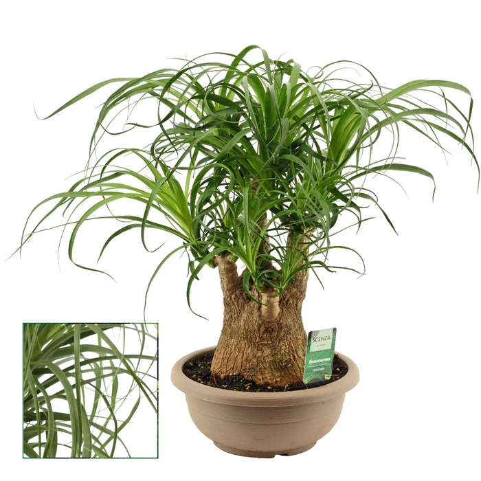 Beaucarnea vertakt 25 cm (Scenza)