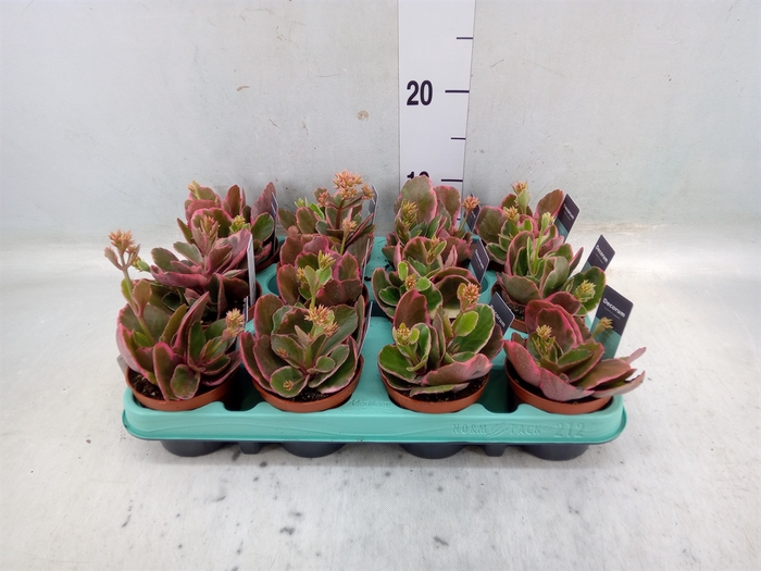 <h4>Kalanchoe NF   ...</h4>