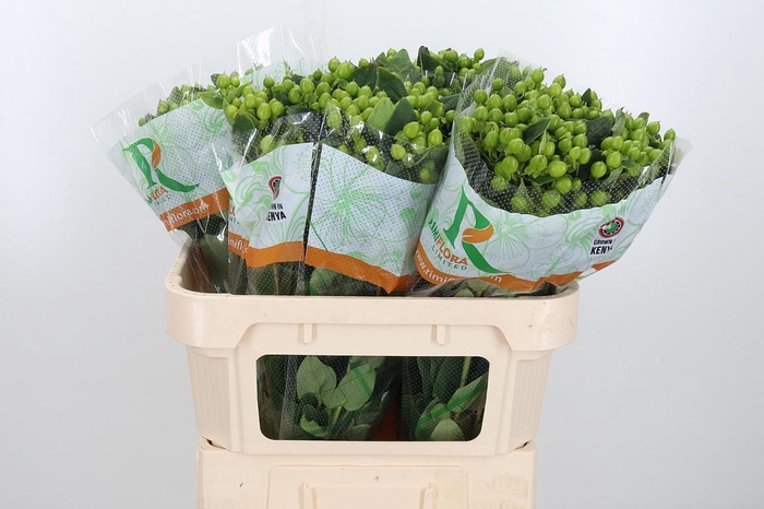 <h4>Hyp Mag Mirage</h4>