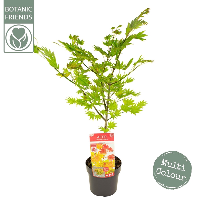 <h4>Acer shirasawanum 'Moonrise' ®</h4>