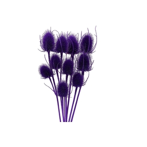 Dried Artz Cardistella Vermeer Bunch