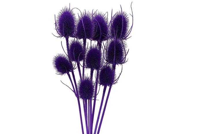 Dried Artz Cardistella Vermeer Bunch