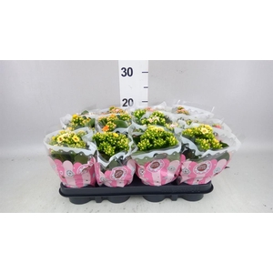 Kalanchoe blos.   ..mix