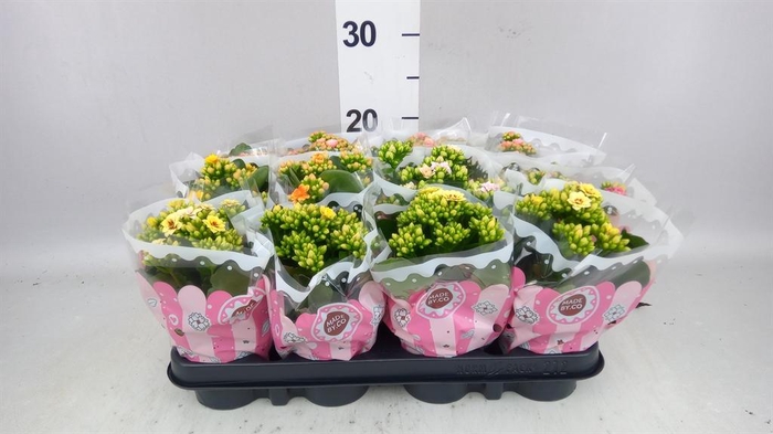 <h4>Kalanchoe blos. ..mix</h4>
