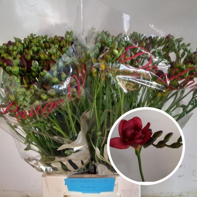 <h4>Freesia du Expression</h4>
