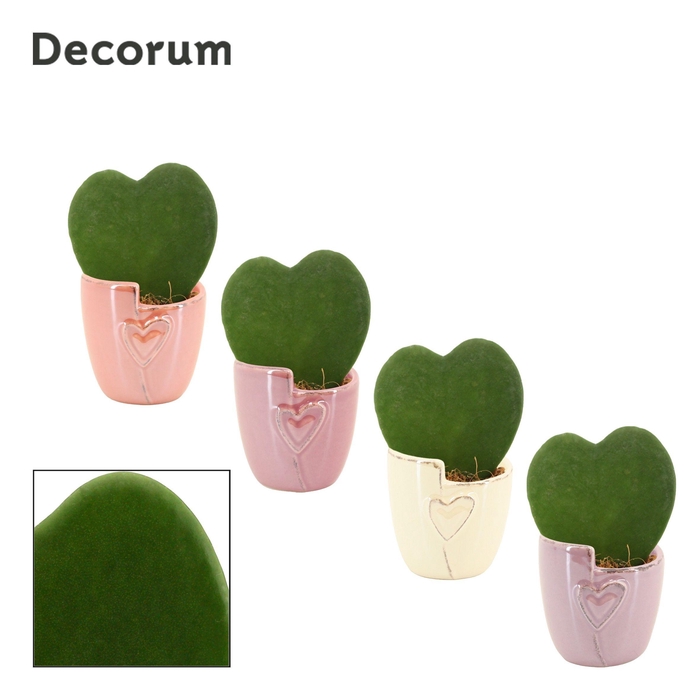 <h4>Hoya Kerrii 6 cm Single in Joa (Special moods-collection)</h4>