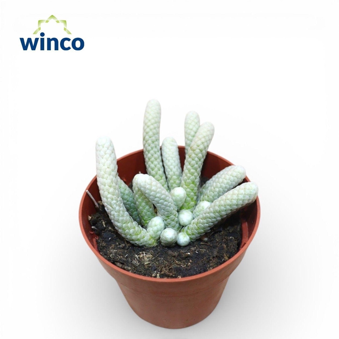 <h4>Avonia Papyracea</h4>