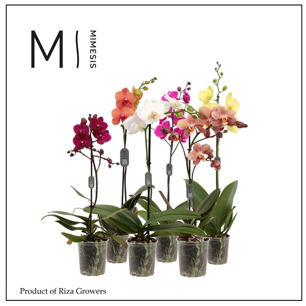 <h4>Mimesis Phal. Multi Mix - 1 spike 12cm</h4>