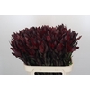 Leucadendron Saf Sunset Dark R.