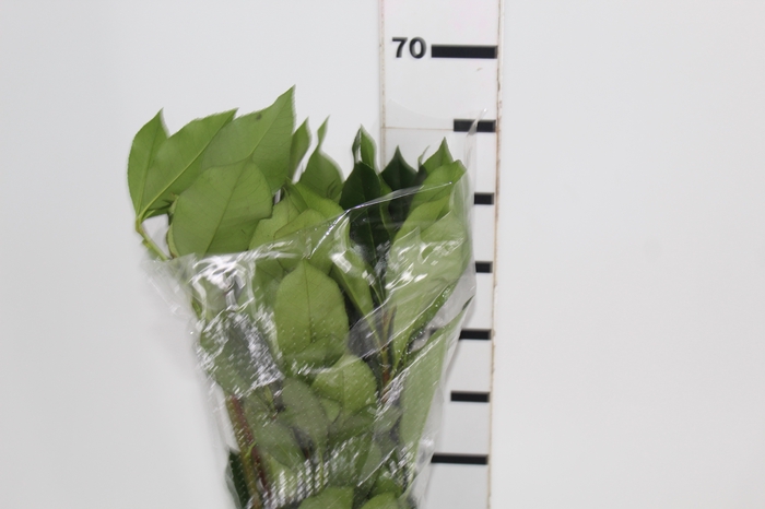 <h4>FOLHAGEM PHOTINIA VERDE 070 CM</h4>