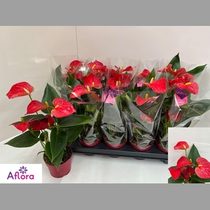 ANTHU AN BAMBINO RED