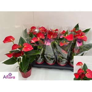 ANTHU AN BAMBINO RED