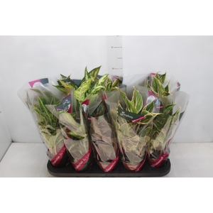 AGLAONEMA VARIADA P12