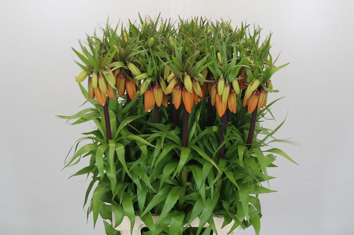 <h4>Fritillaria Imperialis Orange Sweet</h4>