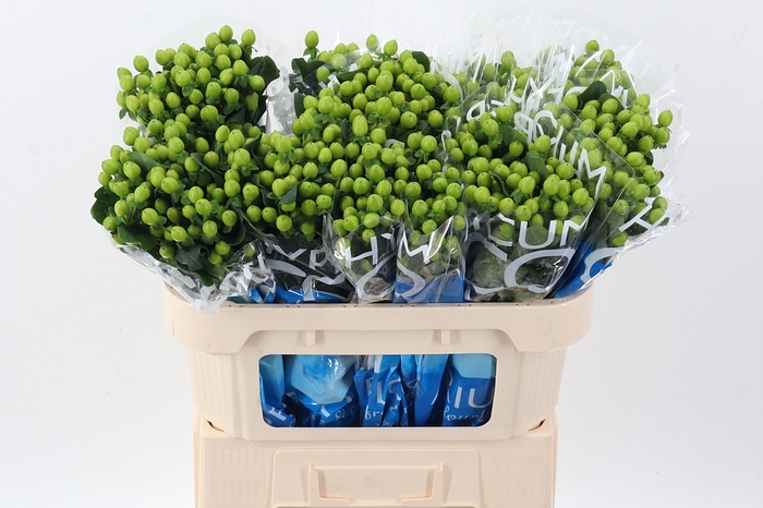 <h4>Hyp Coco Bamboo</h4>