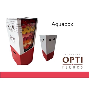 Gerbera Mix op Rij Aquabox