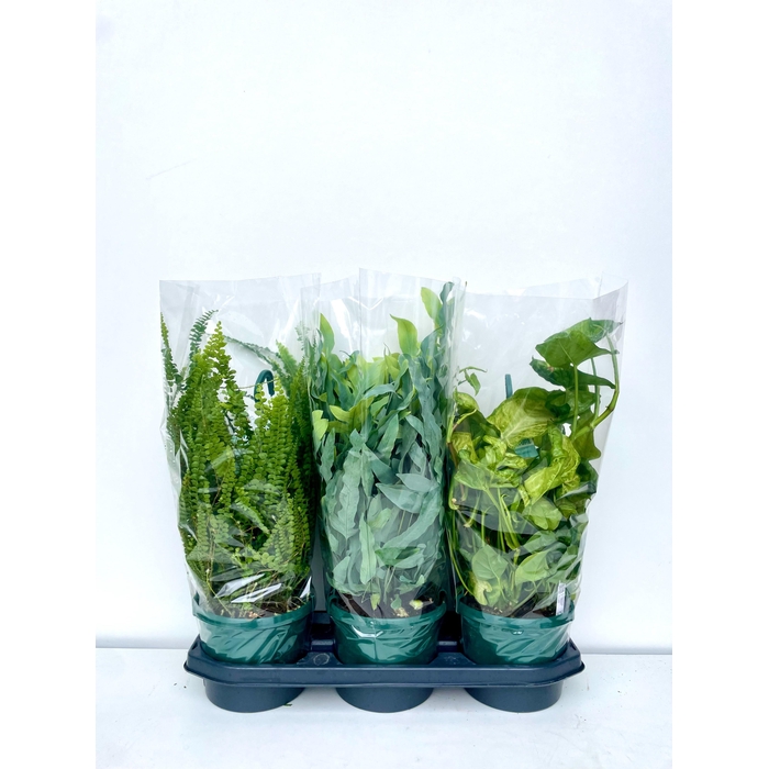 <h4>Hanging plants mix 18Ø 50cm</h4>