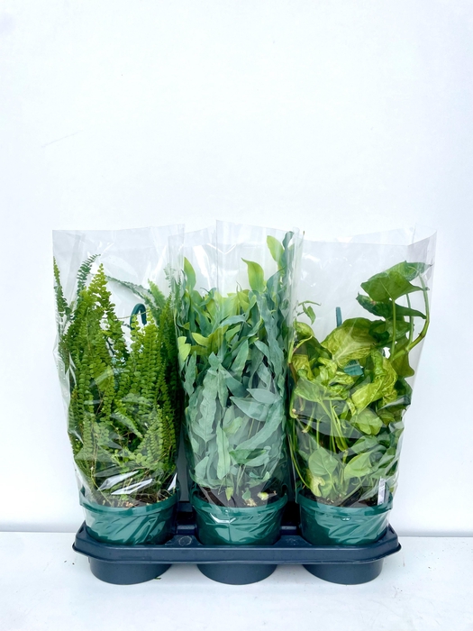 Hanging plants mix 18Ø 50cm