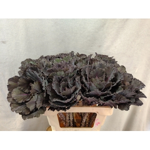 Brass Black Leaf