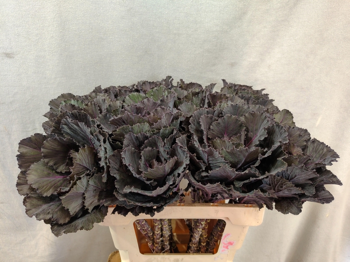 <h4>Brass Black Leaf</h4>