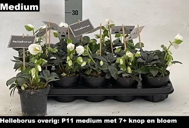 <h4>HELLEB NIGER P11 7+</h4>