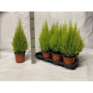 Cupressus macr. Goldcrest Wilma