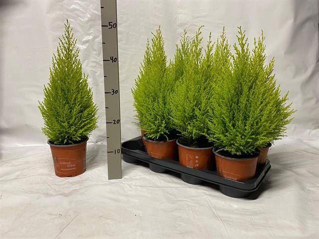 <h4>Cupressus macr. Goldcrest Wilma</h4>
