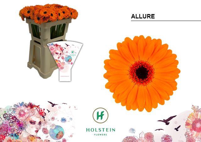 <h4>Germini Allure Water</h4>