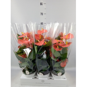 Anthurium andr. 'Orange Champion'