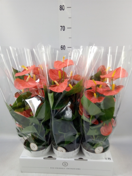 <h4>Anthurium andr. 'Orange Champion'</h4>