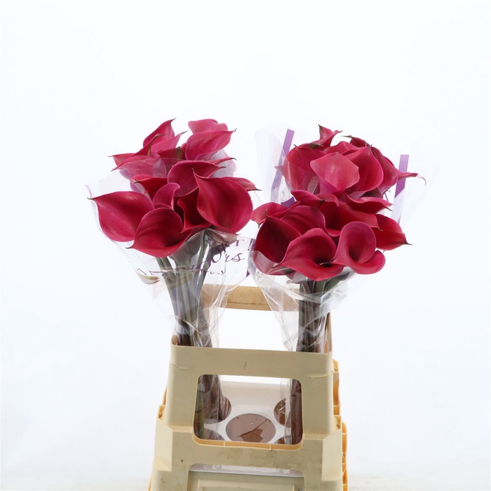 <h4>Calla Tokyo</h4>