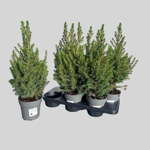 PICEA GL CONICA