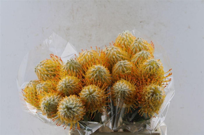 <h4>Leuco Co Goldie</h4>