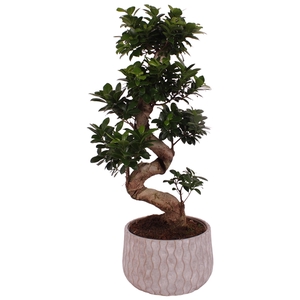Ficus. Ginseng S-Shape Ø24cm in Ø28cm Ceramic PL569